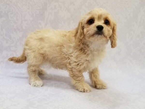 Cavachon DOG Male Buff 15736 Petland Bradenton, Florida