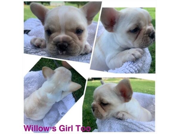 French Bulldog DOG Female Cream 15774 Petland Bradenton, Florida