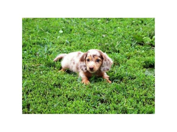 Dachshund DOG Male Chocolate 15885 Petland Bradenton, Florida