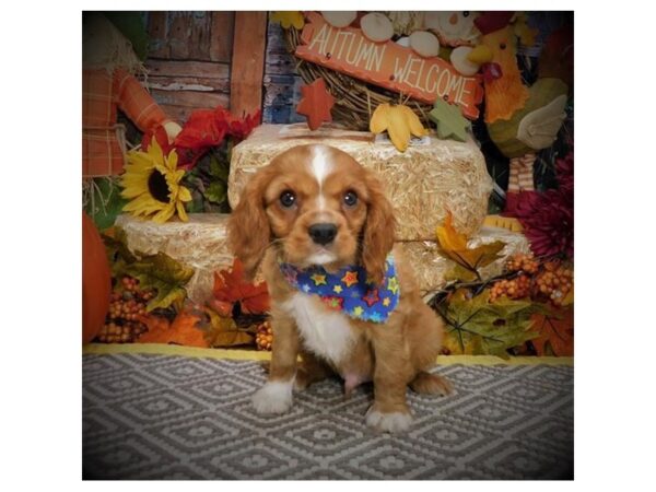 Cavalier King Charles Spaniel DOG Male Ruby 16005 Petland Bradenton, Florida