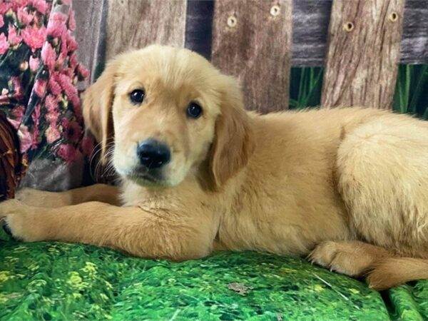 Golden Retriever DOG Male Golden 16001 Petland Bradenton, Florida