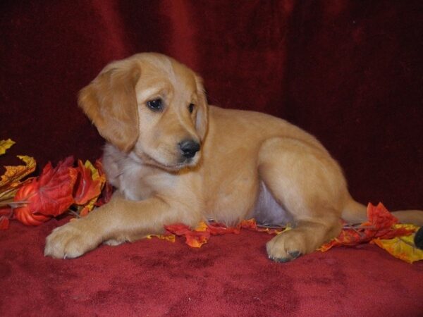 Golden Retriever DOG Female Golden 16024 Petland Bradenton, Florida