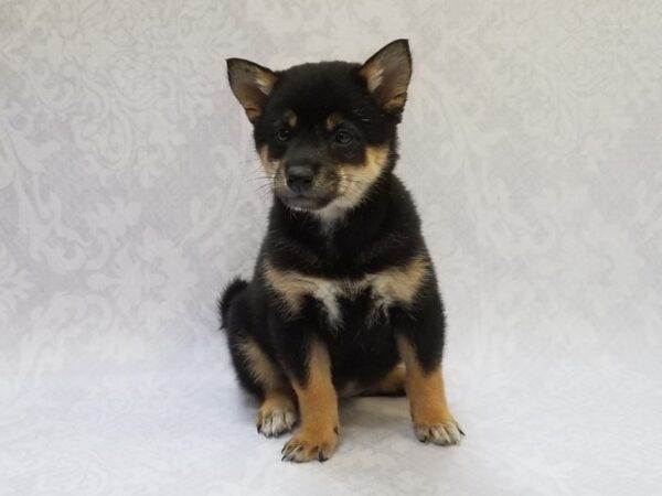 Shiba Inu DOG Female Black/Tan 16074 Petland Bradenton, Florida