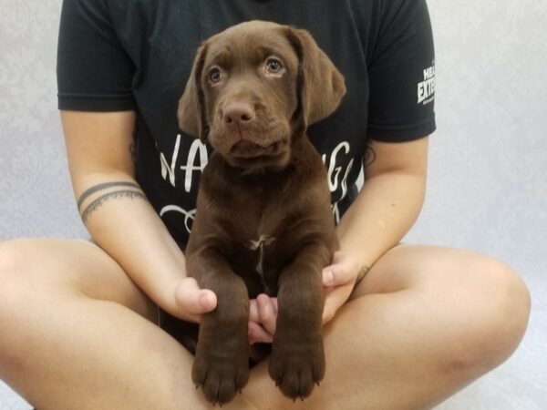 Labrador Retriever DOG Female Chocolate 16082 Petland Bradenton, Florida