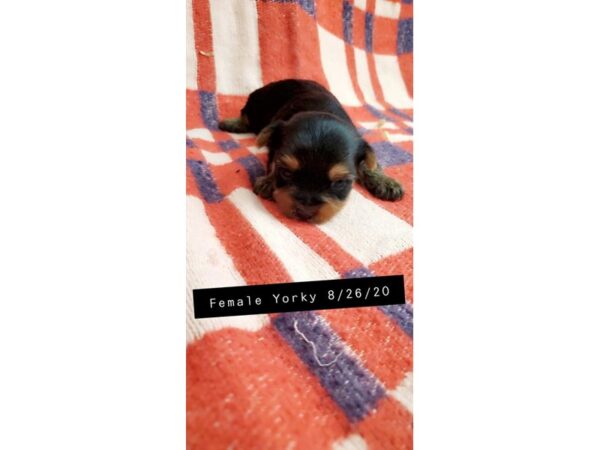 Yorkshire Terrier DOG Female Black / Tan 16097 Petland Bradenton, Florida