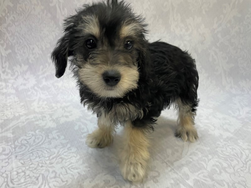 SchnoodleDOGFemaleBlack/Tan2920356Petland Bradenton, Florida
