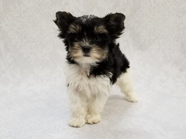 Yorkshire Terrier DOG Male Parti Color 16274 Petland Bradenton, Florida