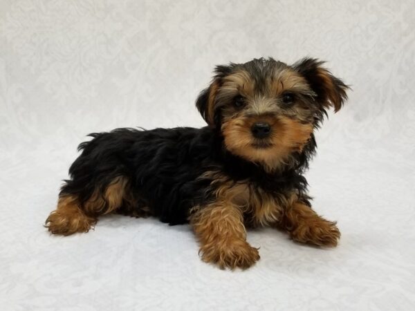 Yorkshire Terrier DOG Male Black/Tan 16261 Petland Bradenton, Florida