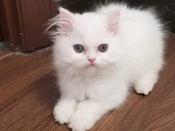 Persian-CAT-Male-White-16352-Petland Bradenton, Florida