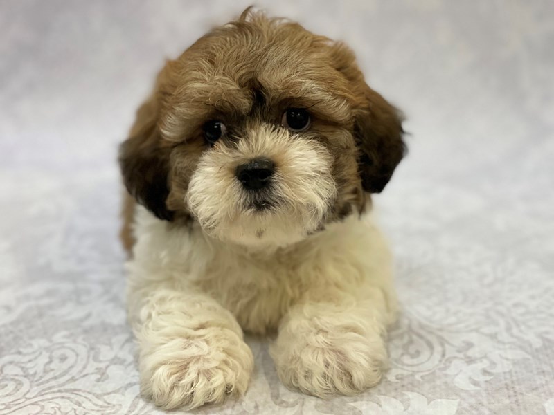 Teddy Bear Puppy Brown/White ID:16460 Located at Petland Bradenton