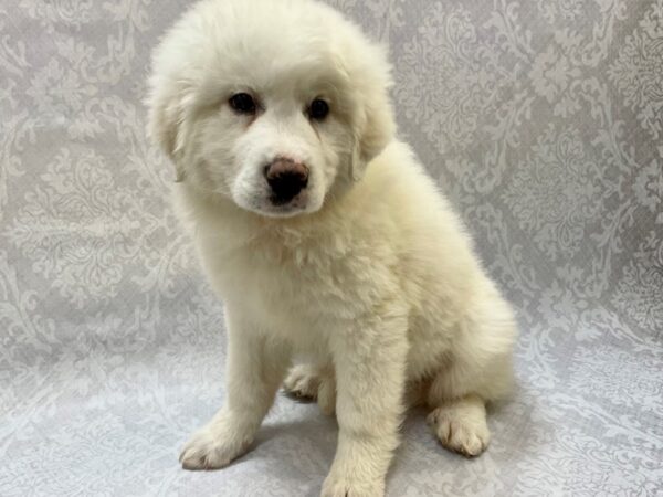 Pyredoodle DOG Female White 16484 Petland Bradenton, Florida