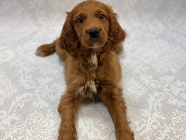 Petite Goldendoodle-DOG-Male-Dark Red-16522-Petland Bradenton, Florida