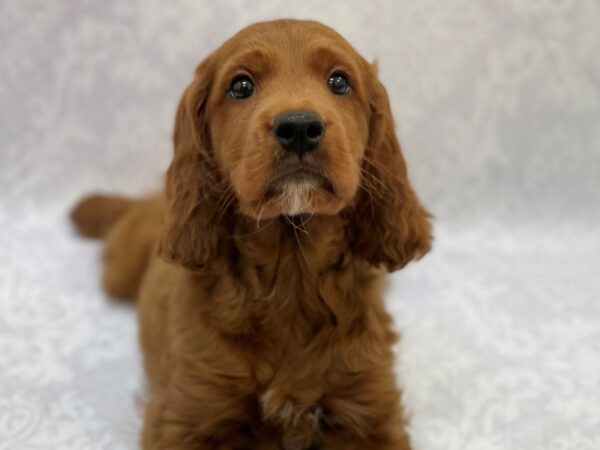 Petite Goldendoodle DOG Male Dark Red 16523 Petland Bradenton, Florida