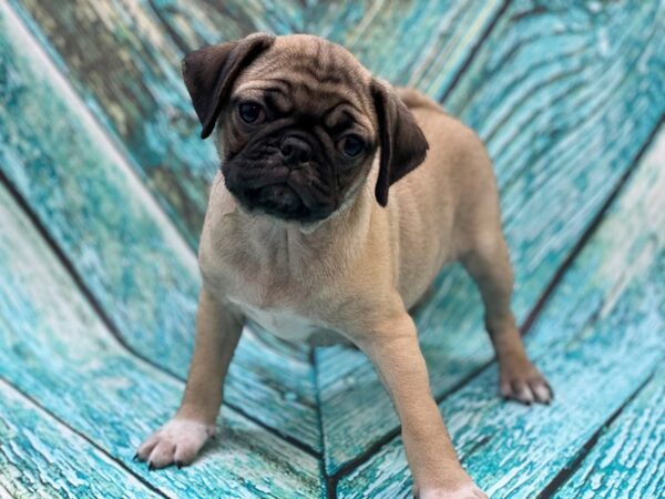 Pug Puggle DOG Male Fawn 16547 Petland Bradenton, Florida