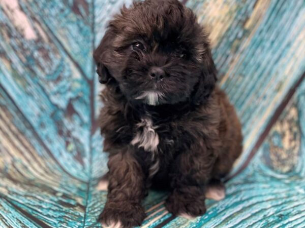 Shihpoo DOG Female Brindle 16583 Petland Bradenton, Florida