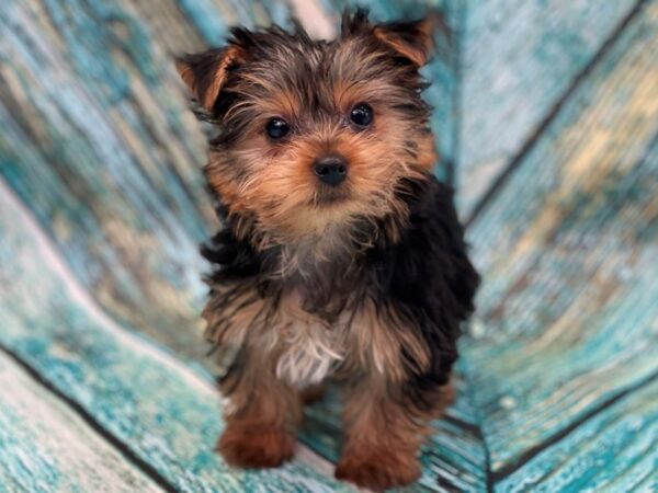 Yorkshire Terrier DOG Female Black/Tan 16616 Petland Bradenton, Florida