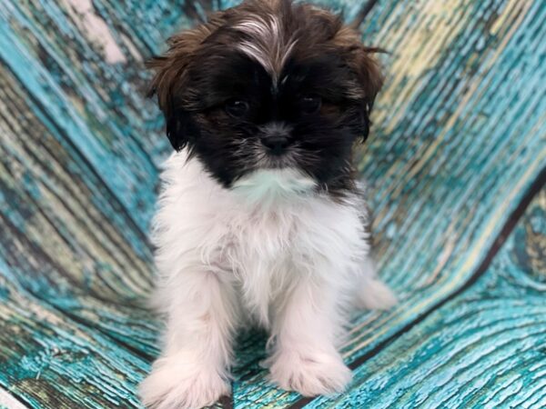 Shih Tzu DOG Male Brindle/White 16630 Petland Bradenton, Florida