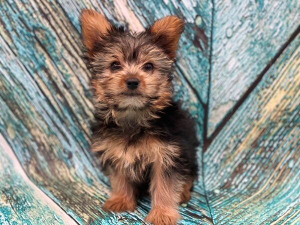 Yorkshire Terrier DOG Male Black and Tan 16675 Petland Bradenton, Florida