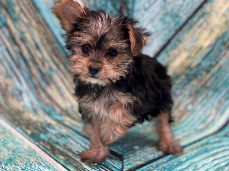 Animal Shelter Michigan Morkie Dog For Sale Near Me Cute Morkie