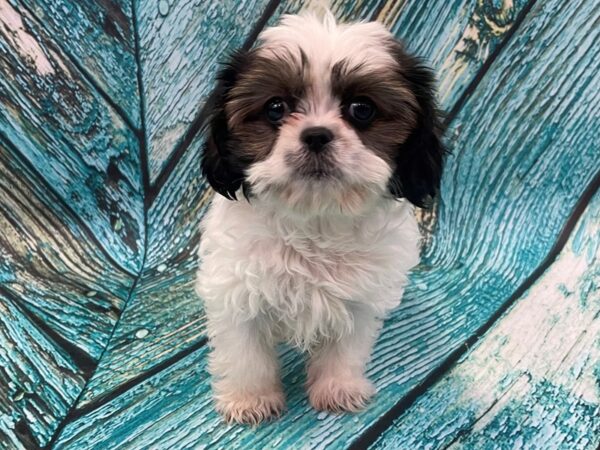 CavaTzu-DOG-Female-Gold/White-16820-Petland Bradenton, Florida