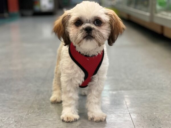 Shih Tzu DOG Female Red/White 16691 Petland Bradenton, Florida