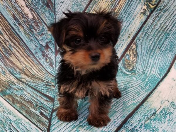 Yorkshire Terrier DOG Female Black/Tan 16885 Petland Bradenton, Florida