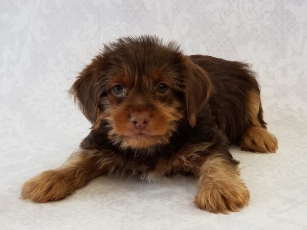 Yorkshire Terrier DOG Male Chocolate 16973 Petland Bradenton, Florida