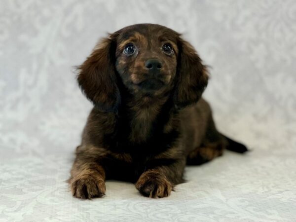 Dachshund DOG Female Brindle 16997 Petland Bradenton, Florida