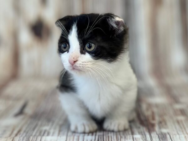 Scottish Kilt-CAT-Male-Black & White-17140-Petland Bradenton, Florida