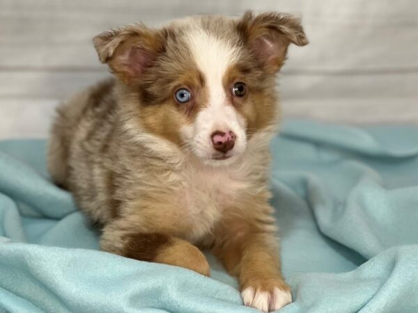 Miniature Australian Shepherd DOG Male Red Merle / White 17605 Petland Bradenton, Florida