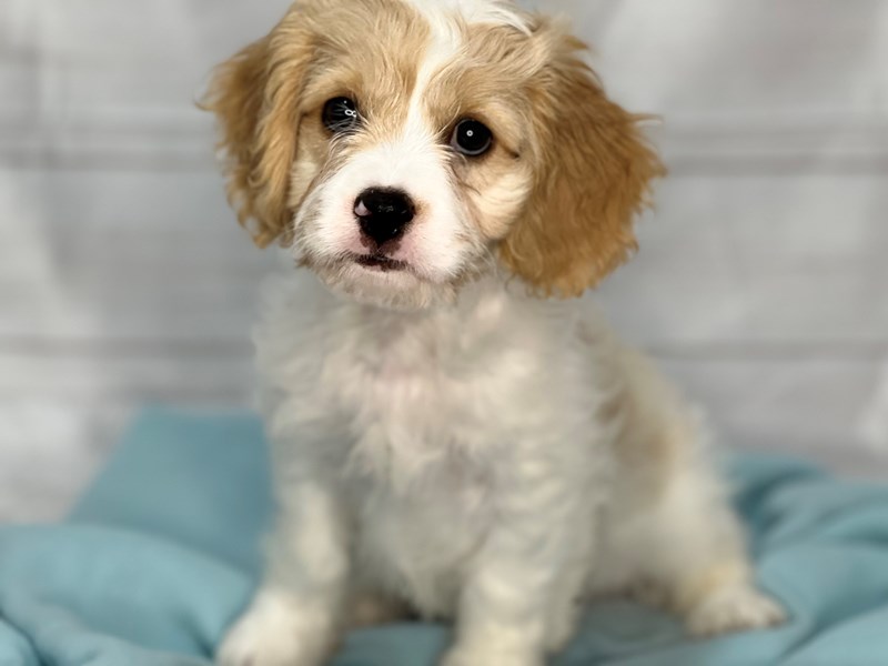 Cavachon Puppy Blenheim ID:17629 Located at Petland Bradenton, Florida