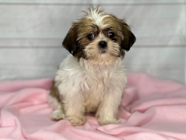 Shih Tzu DOG Female Brown & White 17644 Petland Bradenton, Florida