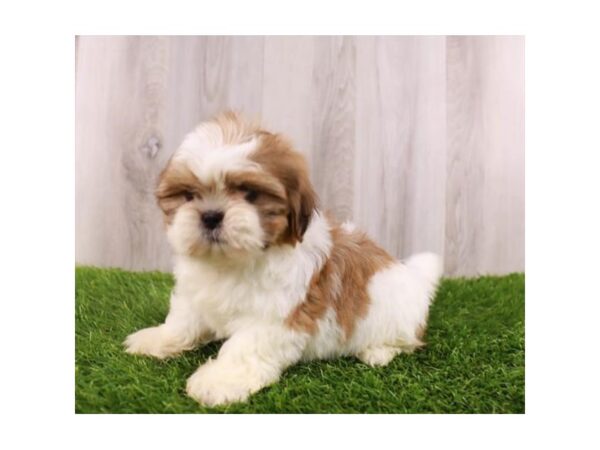 Shih Tzu DOG Female Gold / White 17770 Petland Bradenton, Florida