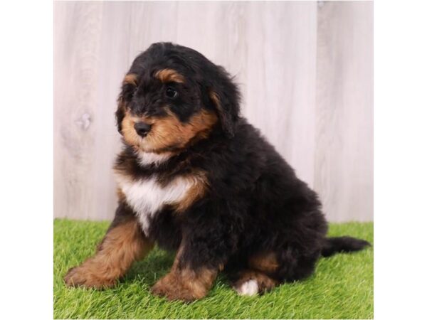 Bernedoodle Mini-DOG-Male-Black / Tan-17787-Petland Bradenton, Florida