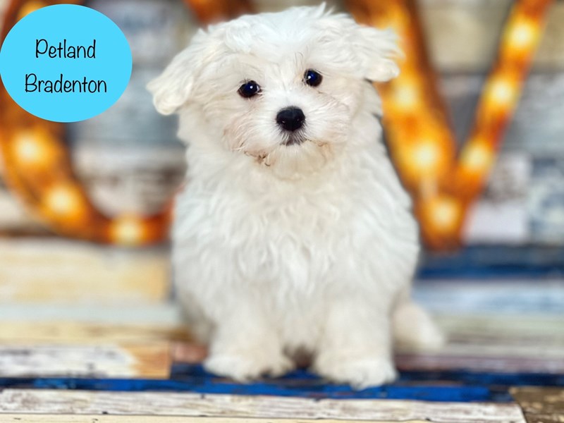 Maltese Puppy White ID17802 Located at Petland Bradenton, Florida