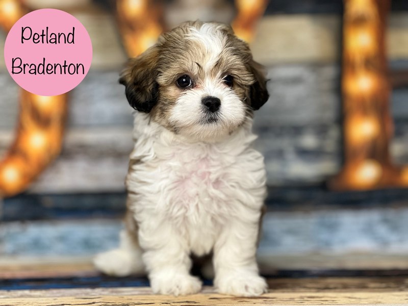 mini teddy bear dog for sale