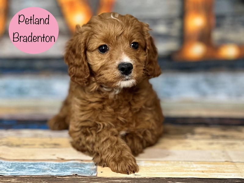 Cavapoo Puppy Red ID17846 Located at Petland Bradenton, Florida