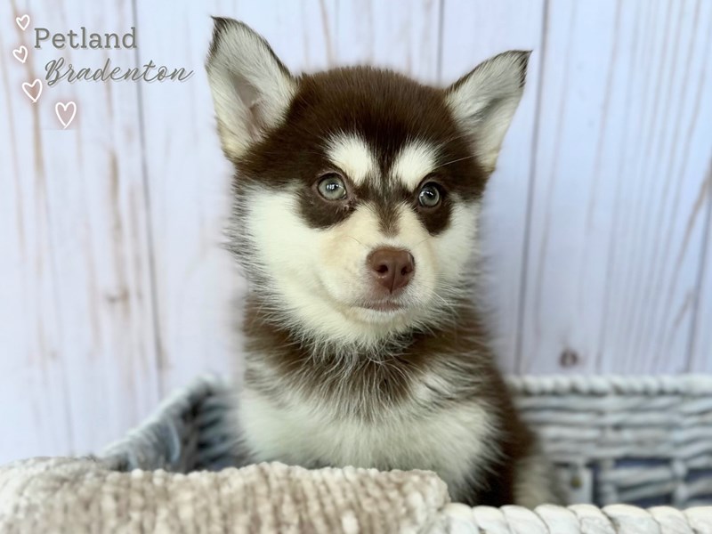 Pomsky Puppy Chocolate ID:17919 Located at Petland Bradenton, Florida