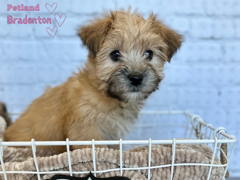 Yorkiepoo-Female-Gold-3999504-Petland Bradenton