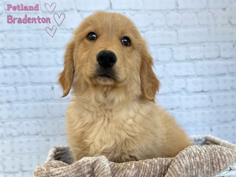 Golden Retriever-Male-Gold-3999498-Petland Bradenton