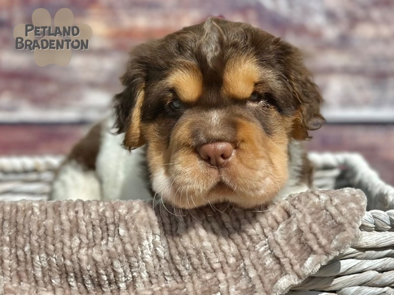 Mini Hippo-Male-White, Brown & Tan-4009428-Petland Bradenton