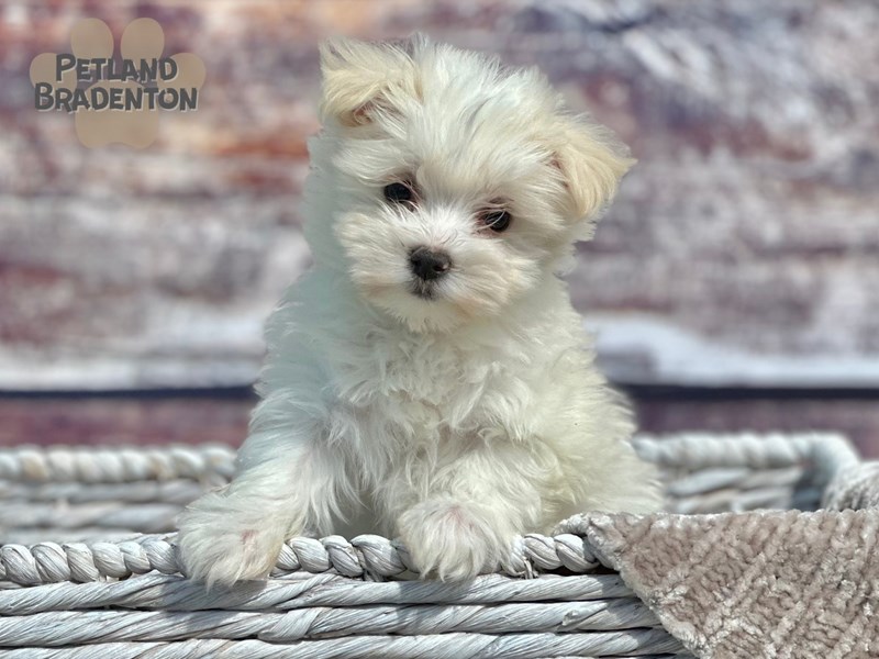 Maltese-Female-White-4009511-Petland Bradenton