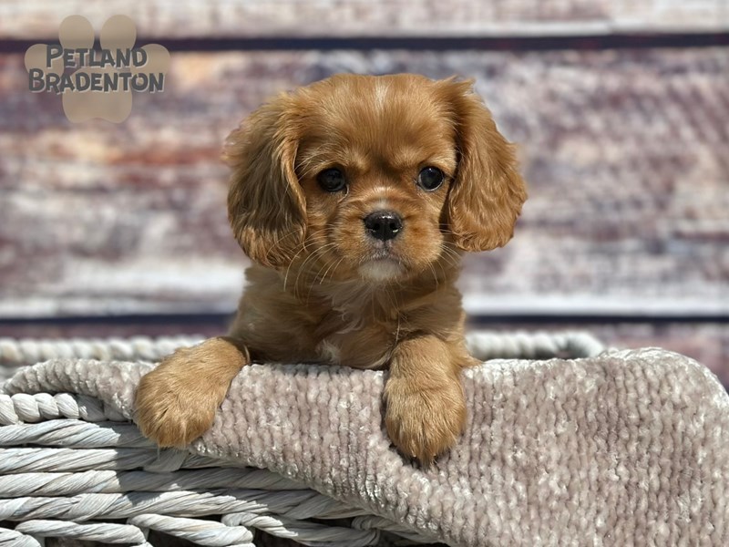 Cavalier King Charles Spaniel-Female-Ruby-4011455-Petland Bradenton