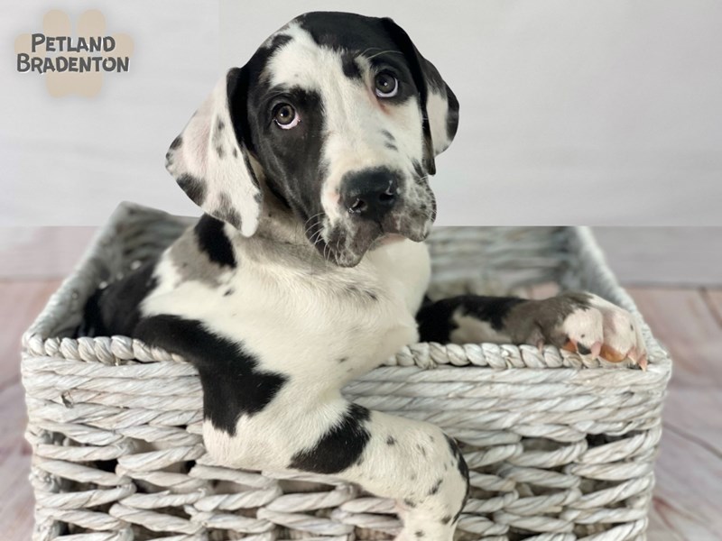 Great Dane-Female-Harlequin-4018361-Petland Bradenton