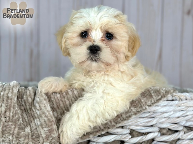 Malshi-Female-White & Tan-4031279-Petland Bradenton