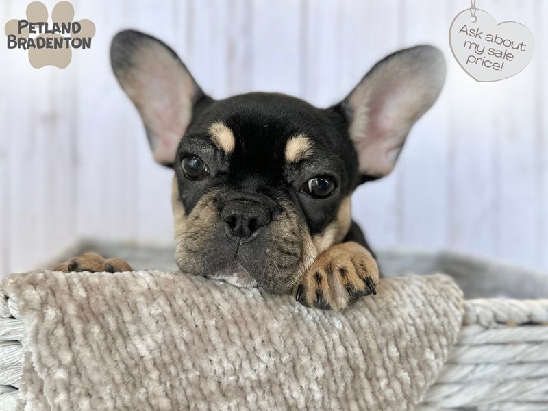 French Bulldog-Female-Black & Tan-3971273-Petland Bradenton