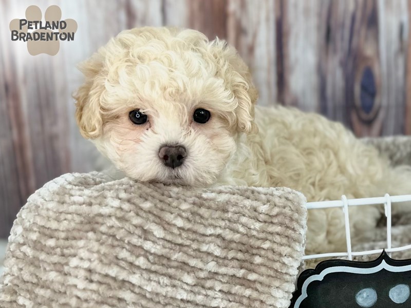 Shih Poo-Male-Cream-4041391-Petland Bradenton