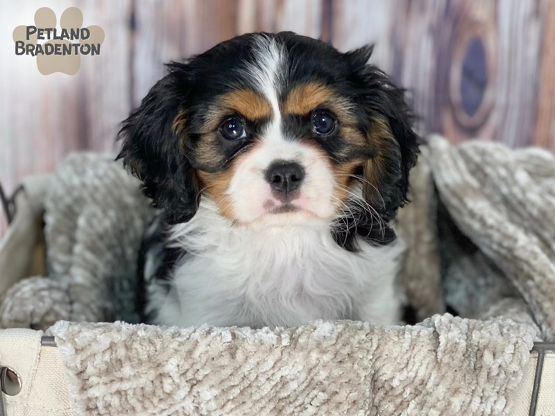 Cavalier King Charles Spaniel-Male-Tri-Colored-4039767-Petland Bradenton