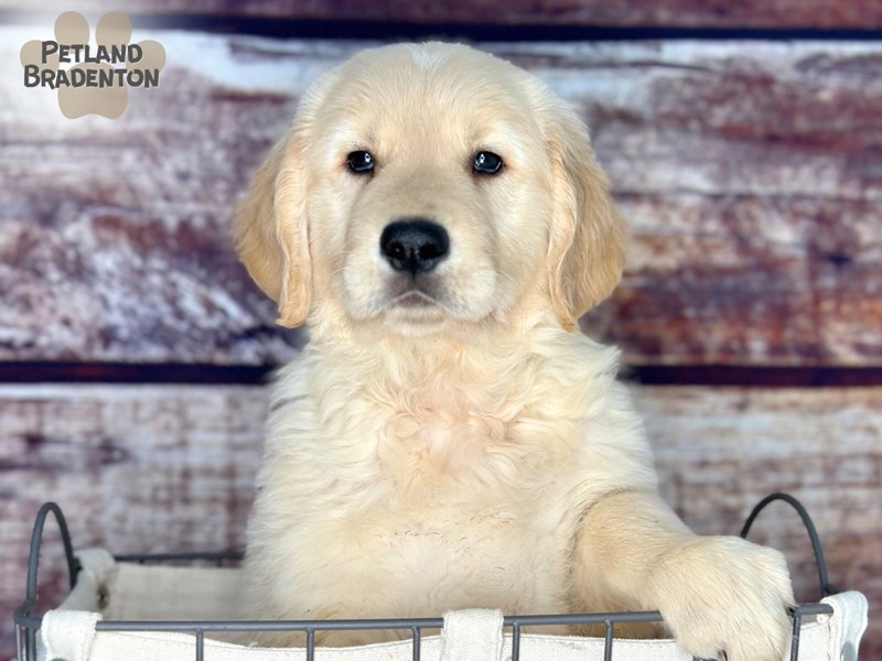 Golden Retriever-Male-Golden-4051990-Petland Bradenton