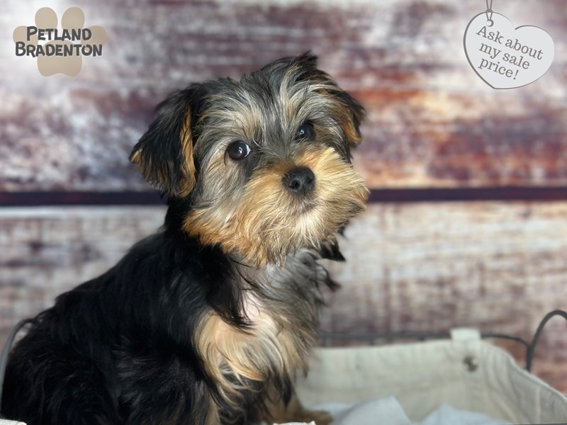 Yorkshire Terrier-Male-Black & Tan-4009427-Petland Bradenton
